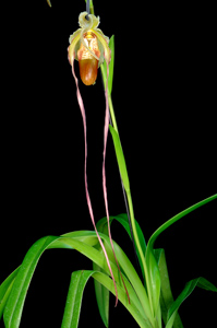 Phragmipedium Woossner Supergrande Long House HCC